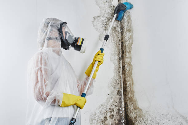 Best White Mold Remediation in Roslyn, NY