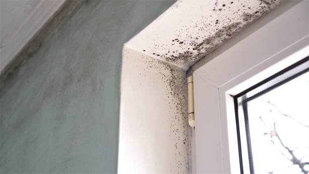 Best White Mold Remediation in Roslyn, NY