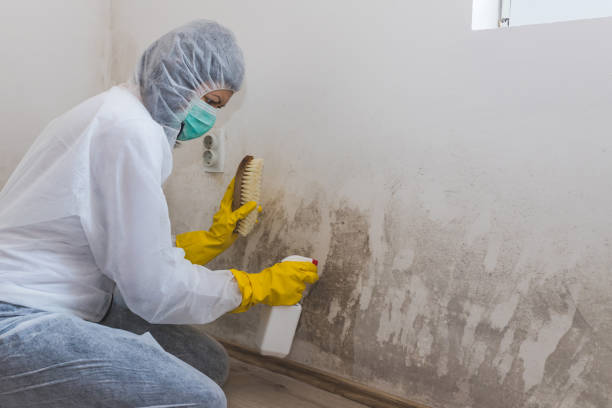 Best White Mold Remediation in Roslyn, NY